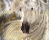 FOLIO: IBERIAN HORSES ANDALUSIANS AND LUSITANOS - libro infantil