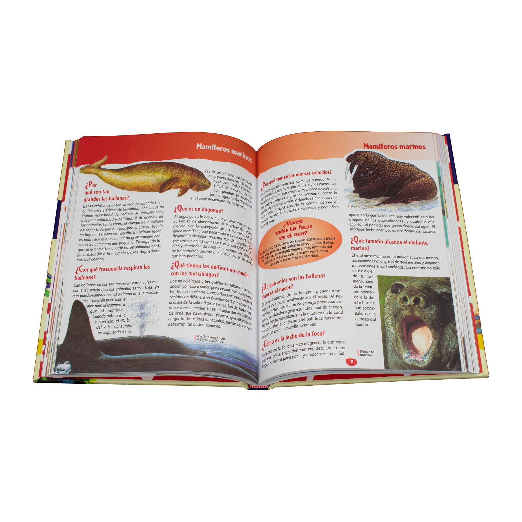 Libro de preguntas y respuestas El Gran Libro del por qué de las cosas - 9786075328546-1