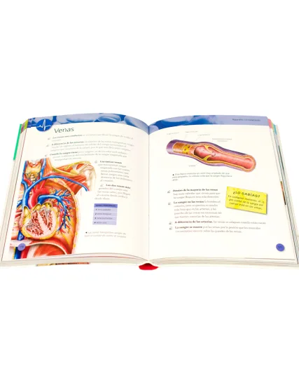 Enciclopedia infantil 384 Paginas enciclopedia del cuerpo humano - 9786075329826-1